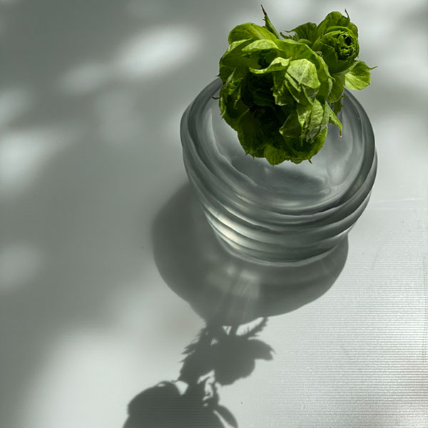 BELLY XS【clear/grey】